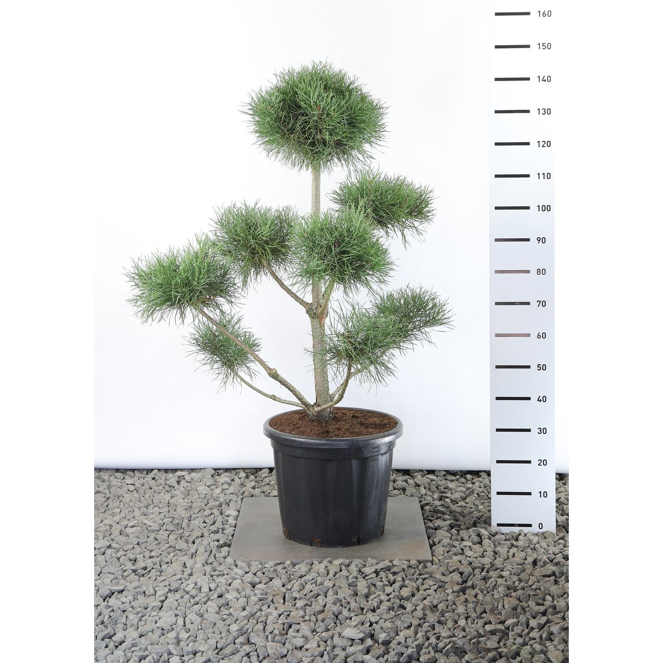 Tall – Pinus sylvestris - 100-125 CM Multiplateau EXTRA in Cont.